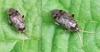 Psallus sp.